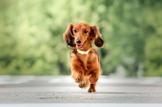 beautiful dog portrait breed long-haired dachshund of red color on a walk in the city stone jungle funny dog