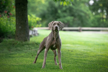 Weimaraner breed dog standing in a green park in a summer.