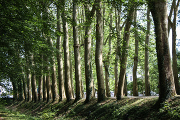 Row of trees, with light and shadows