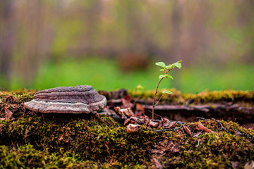 the sprig of tree moss a lying trunk of a tree with fungus on it