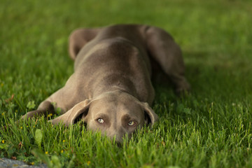 Suspicious Weimaraner breed dog lying on a grass lawn and looking up.
