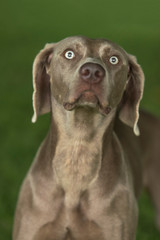 Portrait of Weimaraner breed hunting dog against green blurry background. Close.
