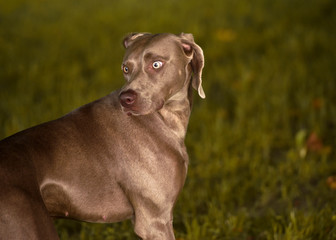 Weimaraner dog portrait while playing in a park in a summer. Emotional animals concept.