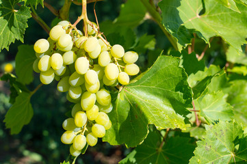 Wine grapes cluster in vineyard, winegrowing, soft selective focus