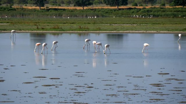 flamands rose, vache et chevaux sur le lac de El Rocio, un village de l'Espagne Andalouse.