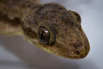 A house gecko closeup picture