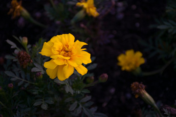 yellow flower