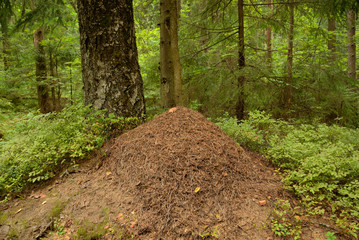Obraz premium Big ant hill in the summer forest.