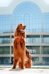 beautiful dog Irish Setter breed portrait red color for a walk in the city stone jungle funny dog