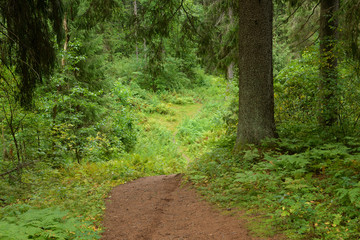 Fototapeta na wymiar Pathway in pine forest at summer day.
