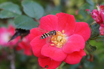  hoverfly Episyrphus balteatus 