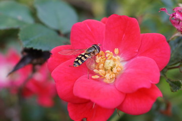 Schwebefliege auf einer Rose