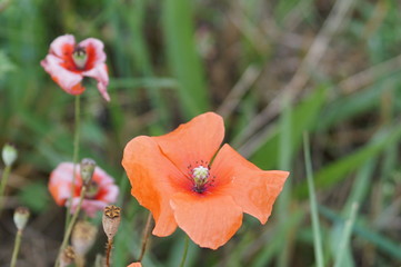 poppy