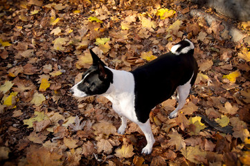 blanket of leaves....