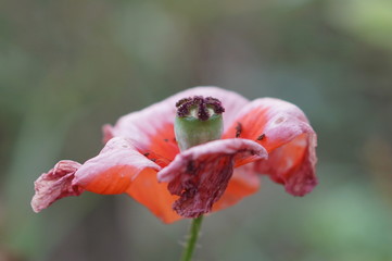 poppy