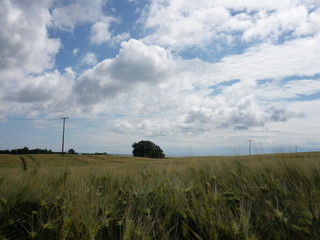 Weitblick &uuml;bers Kornfeld mit Wolken am Himmel