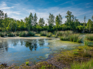 Diepholz Bog in Low Saxony, Germany