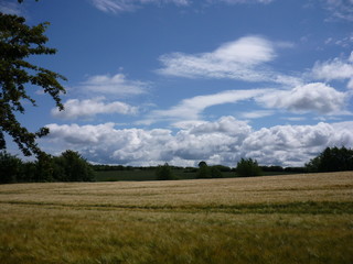Fototapeta na wymiar Kornfeld am Waldrand mit Wolken am Himmel