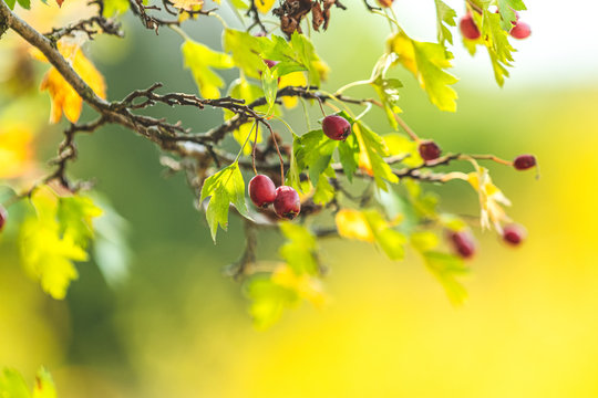 Beautiful autumn light background. Hawthorn with red berry on the branch, warm sunny light, shallow depth of the field