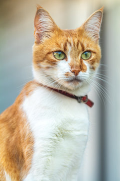 Cute white-red cat in a red collar relax on the garden on the fence, close up, shallow depth of field.