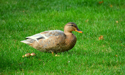 Wild duck in the nature.