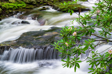 Little Stony Creek as it cascades through the Appalacian Highlands in early July. Great rhododendron (Rhododendron maximum) along banks are at their peak at this time of year.