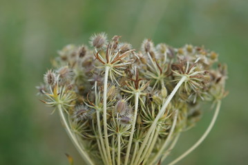 yellow white flower,