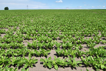 On the farm field grow sugar beets