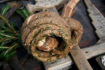 Old style handmade torch from spruce branch