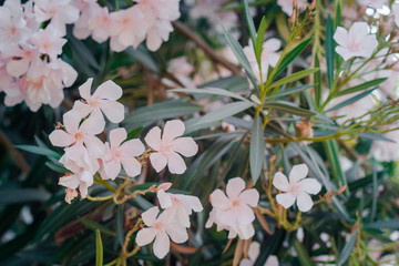 White oleander bush blooms close-up
