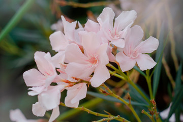 Pink oleander bush blooms close-up