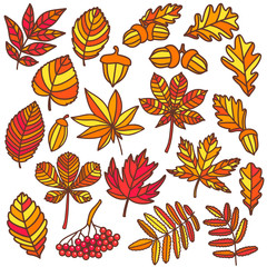 Isolated Autumn Leaves in Hand Drawn Doodle Style