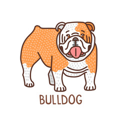 Isolated Bulldog in Hand Drawn Doodle Style