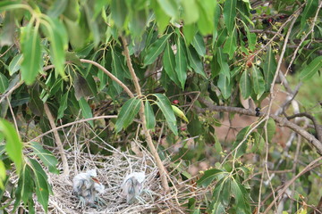baby stork playing 