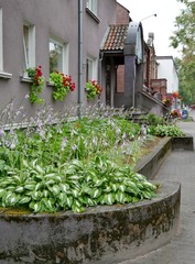 Pflanzen vor grauem Haus