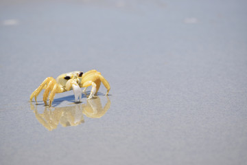 Crab