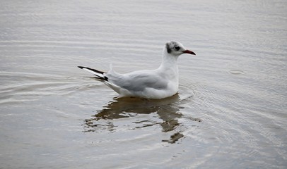 Seagulls on the sandy seashore on a cloudy summer day