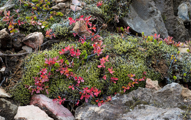 Bilberry (Vaccinium myrtillus) growing among woolly fringe-moss and sedums on lava rocks at...