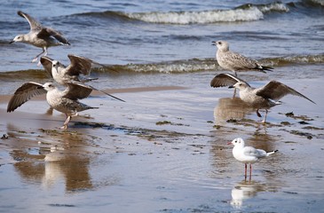 Seagulls on the sandy seashore on a cloudy summer day