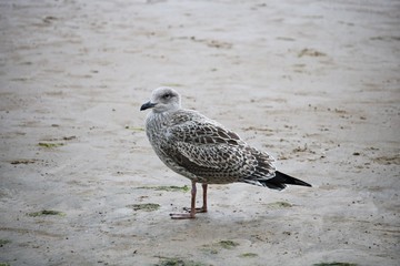 Seagulls on the sandy seashore on a cloudy summer day