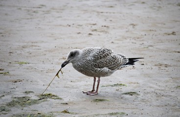 Seagulls on the sandy seashore on a cloudy summer day