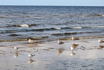 Seagulls on the sandy seashore on a cloudy summer day