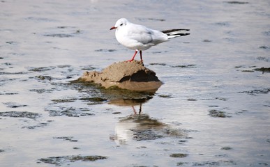 Seagulls on the sandy seashore on a cloudy summer day
