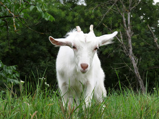 Little white goat eating grass on a summer green meadow with wildflowers. Beautiful baby goat on a pasture, rural landscape