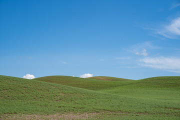 The rolling green hills of the Palouse farmland region of Eastern Washington State