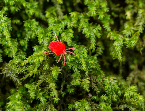 One of the many species of red velvet mite, Family Trombidiidae, likely Genus Trombidium, crawling across a bed of wet moss on a tree trunk in central Virgina in early December. Size = 1mm diameter