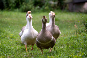 Domestic geese graze on traditional village goose farm