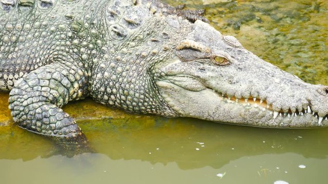 Video 4k of crocodile resting in a farm