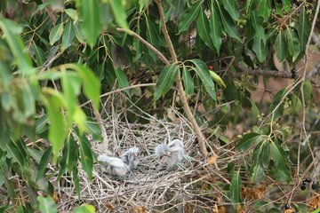 baby stork