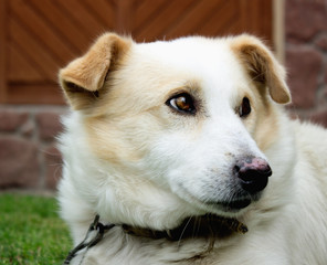 Street dog. In the animal world. Good life
